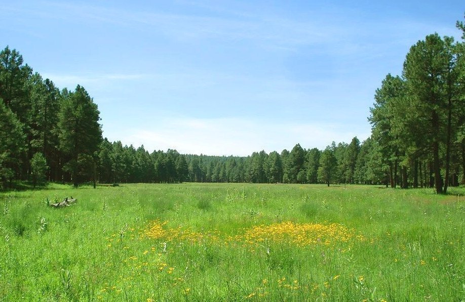 Купить земельный участок в Ленинградской области недорого